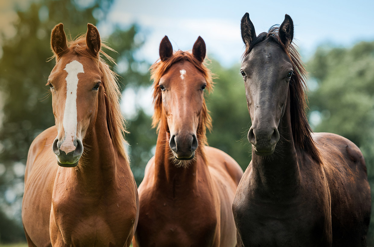 prod-paard-04